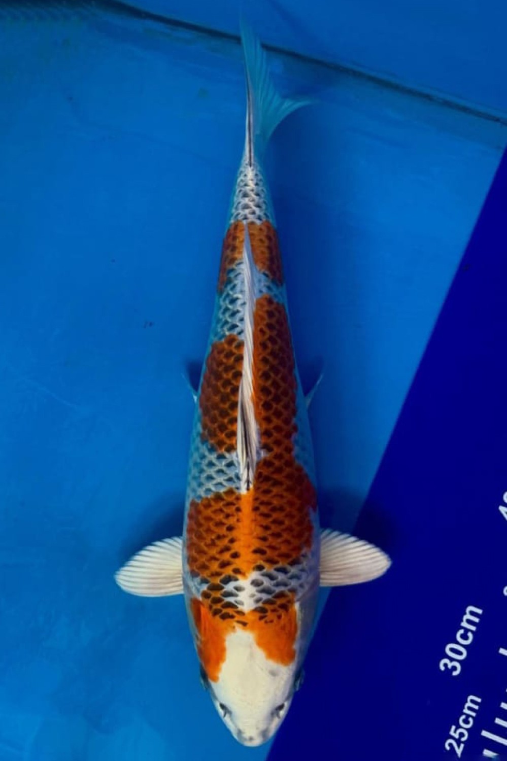 Juara 2