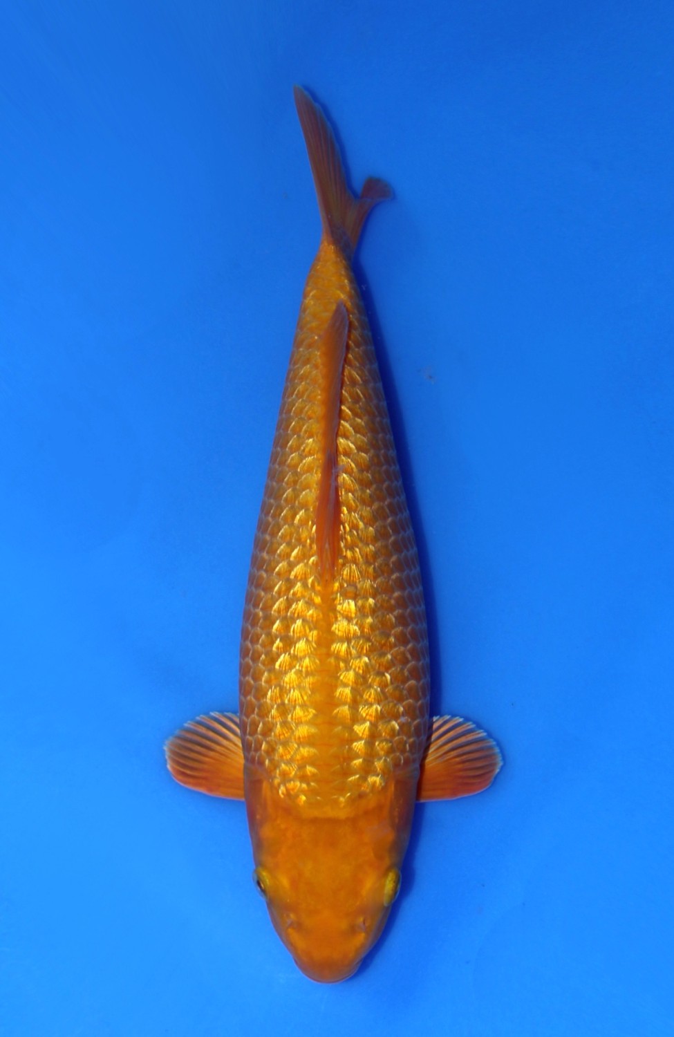 Juara 2