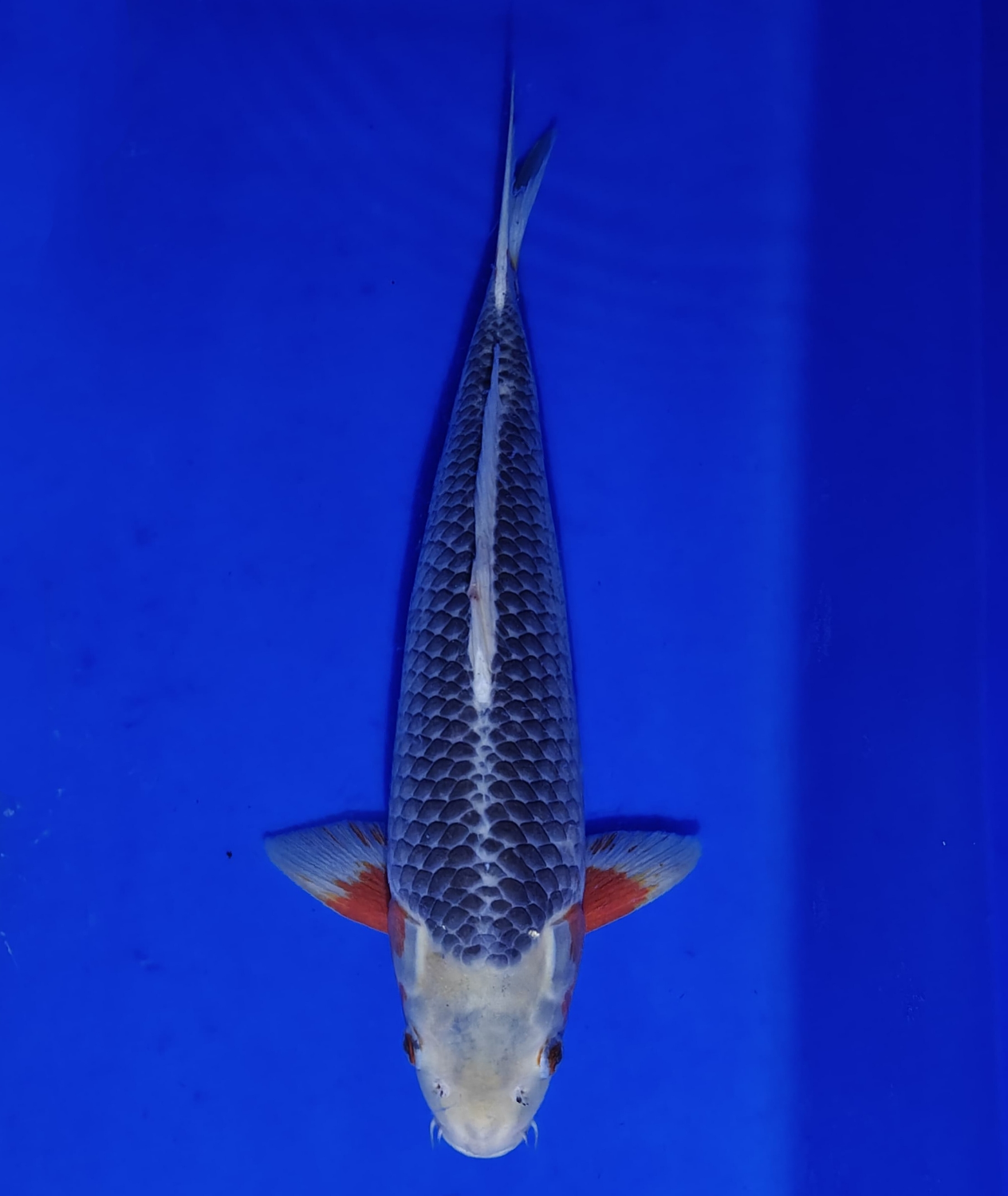 Juara 2