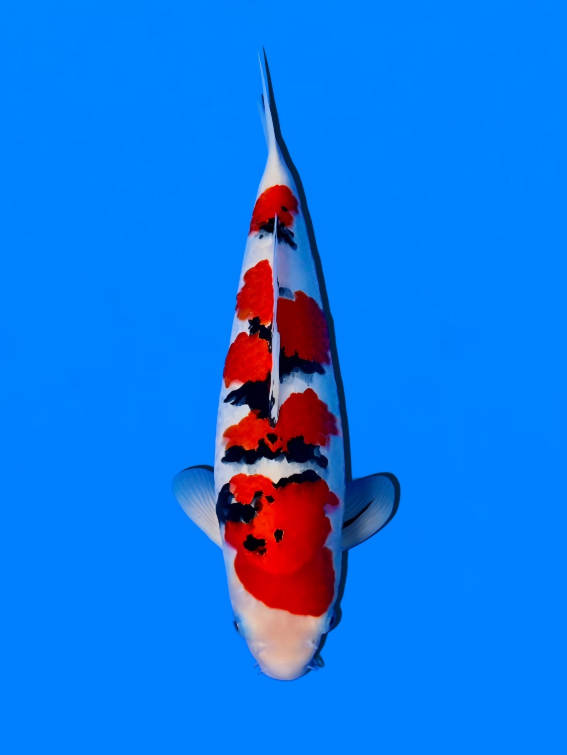 Best In Size A 41 - 45 cm