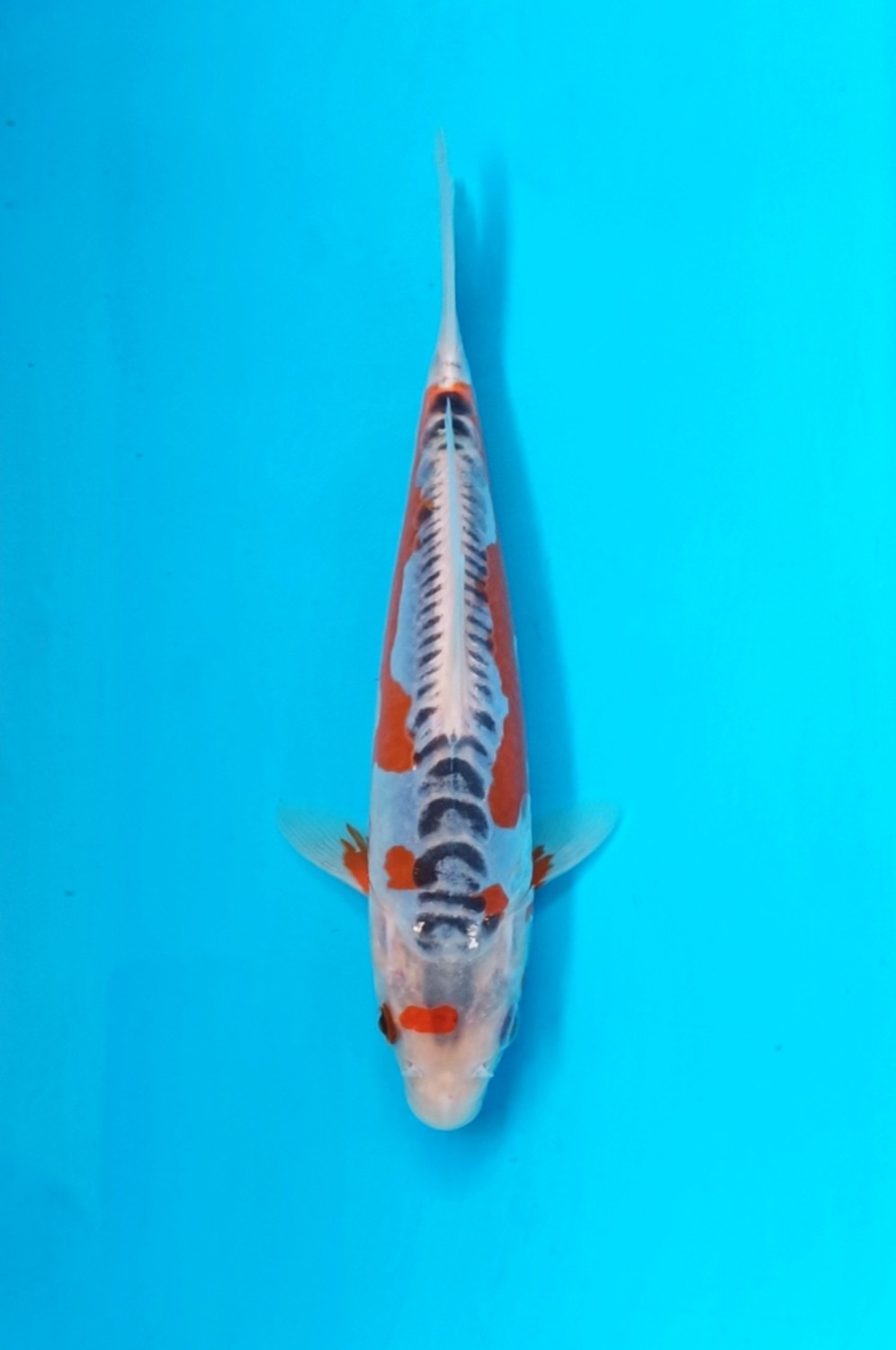 Juara 1