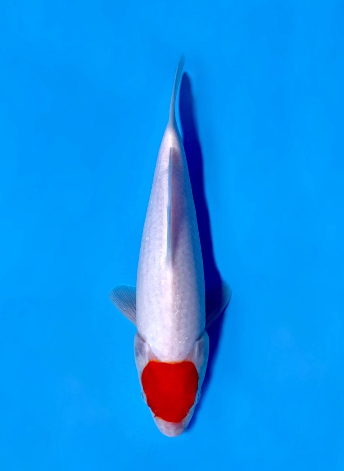 Juara 4