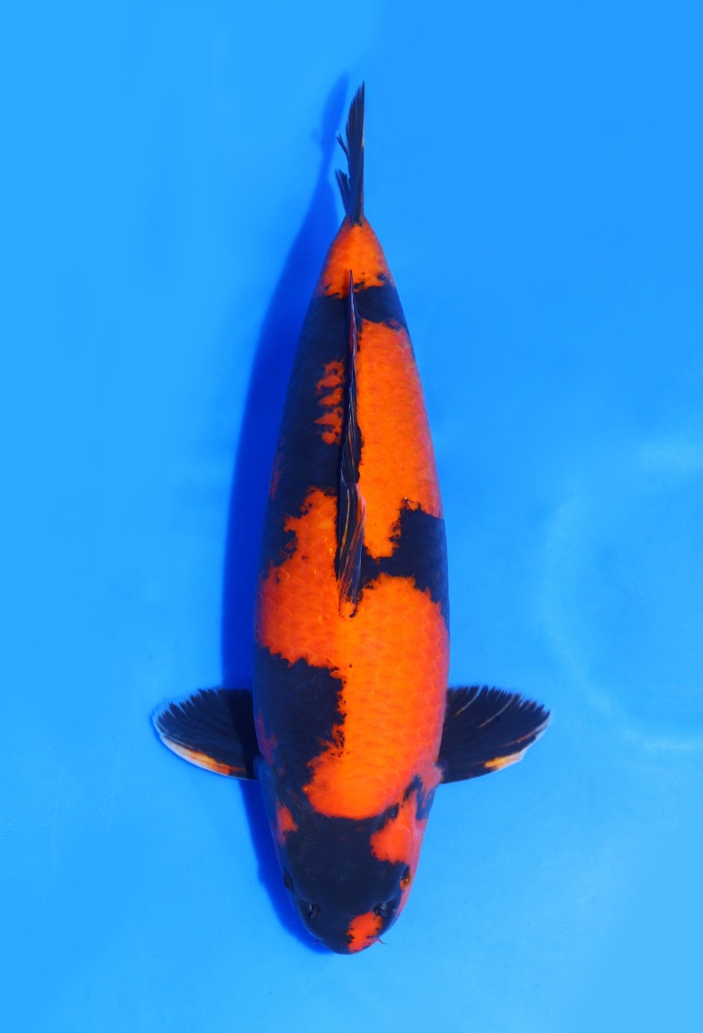 Juara 2