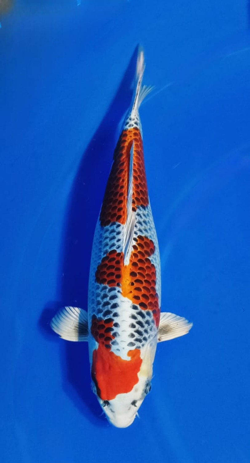 Juara 1
