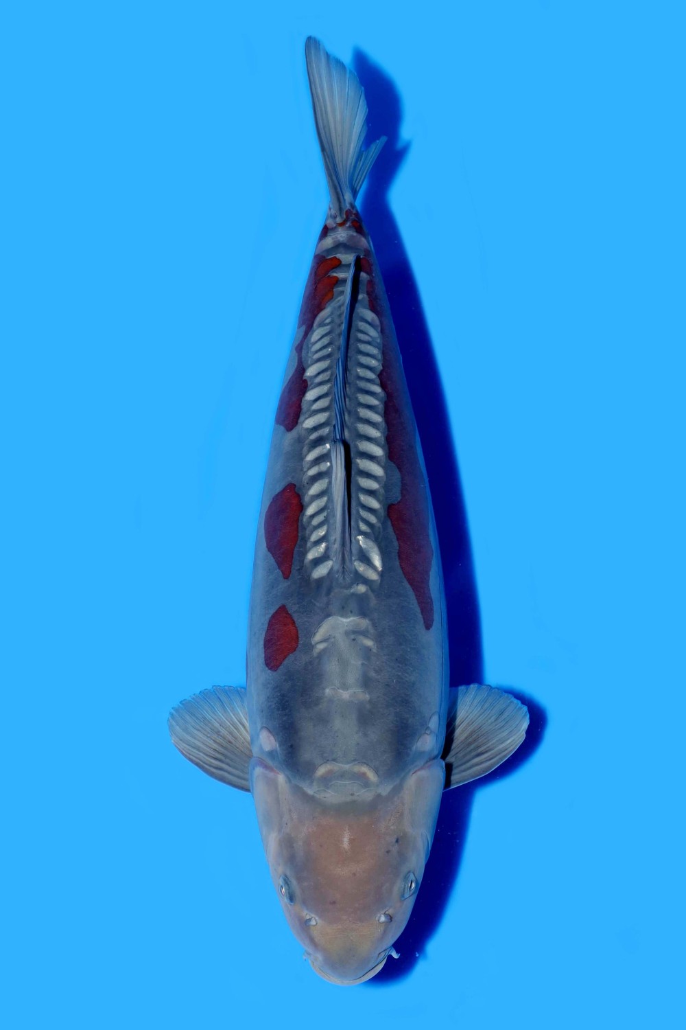 Juara 1