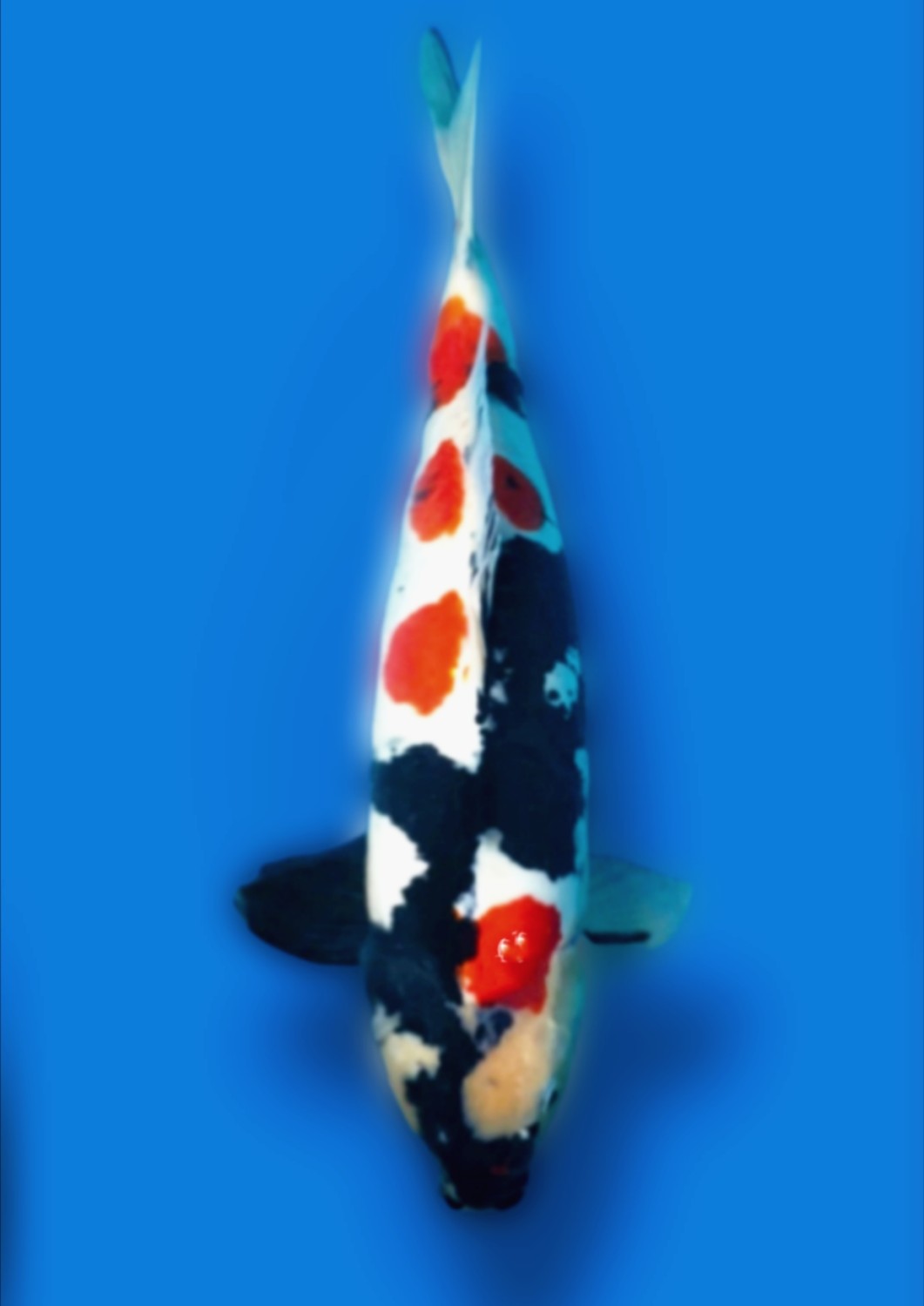 Juara 1