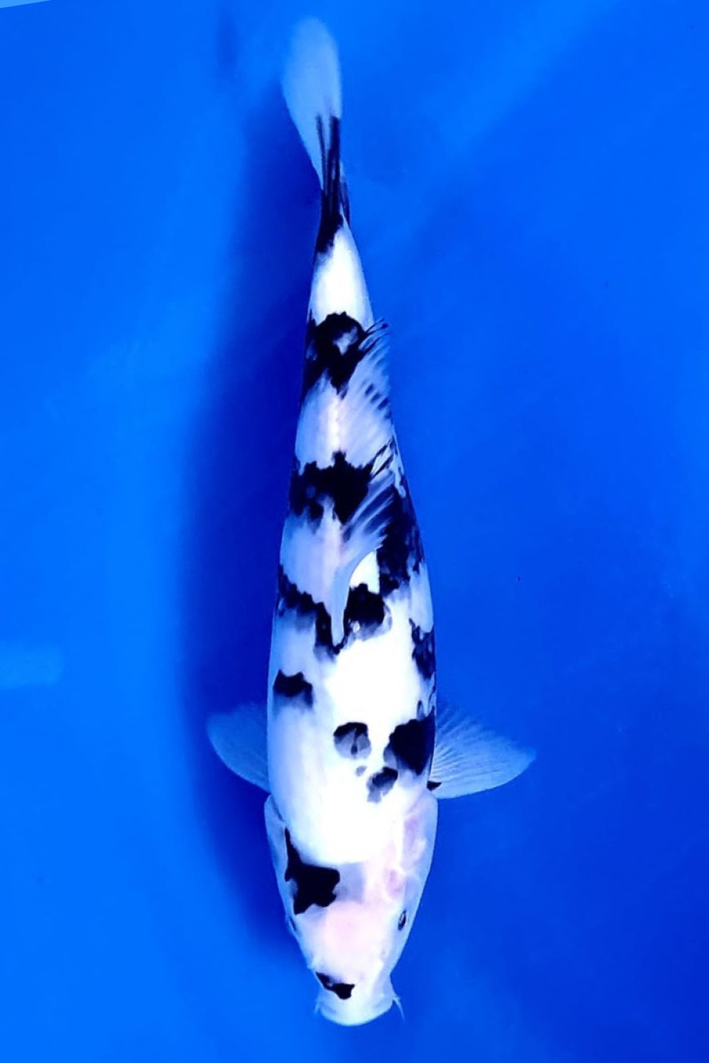 Juara 4