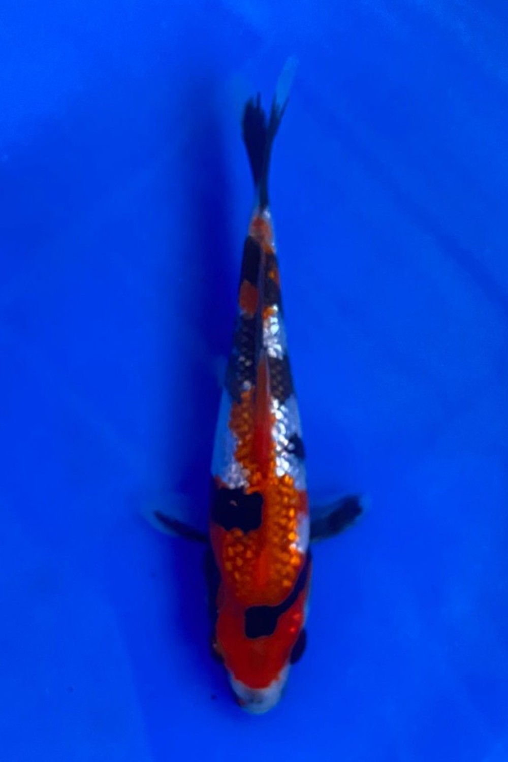 Best In Size B Up To 12 cm