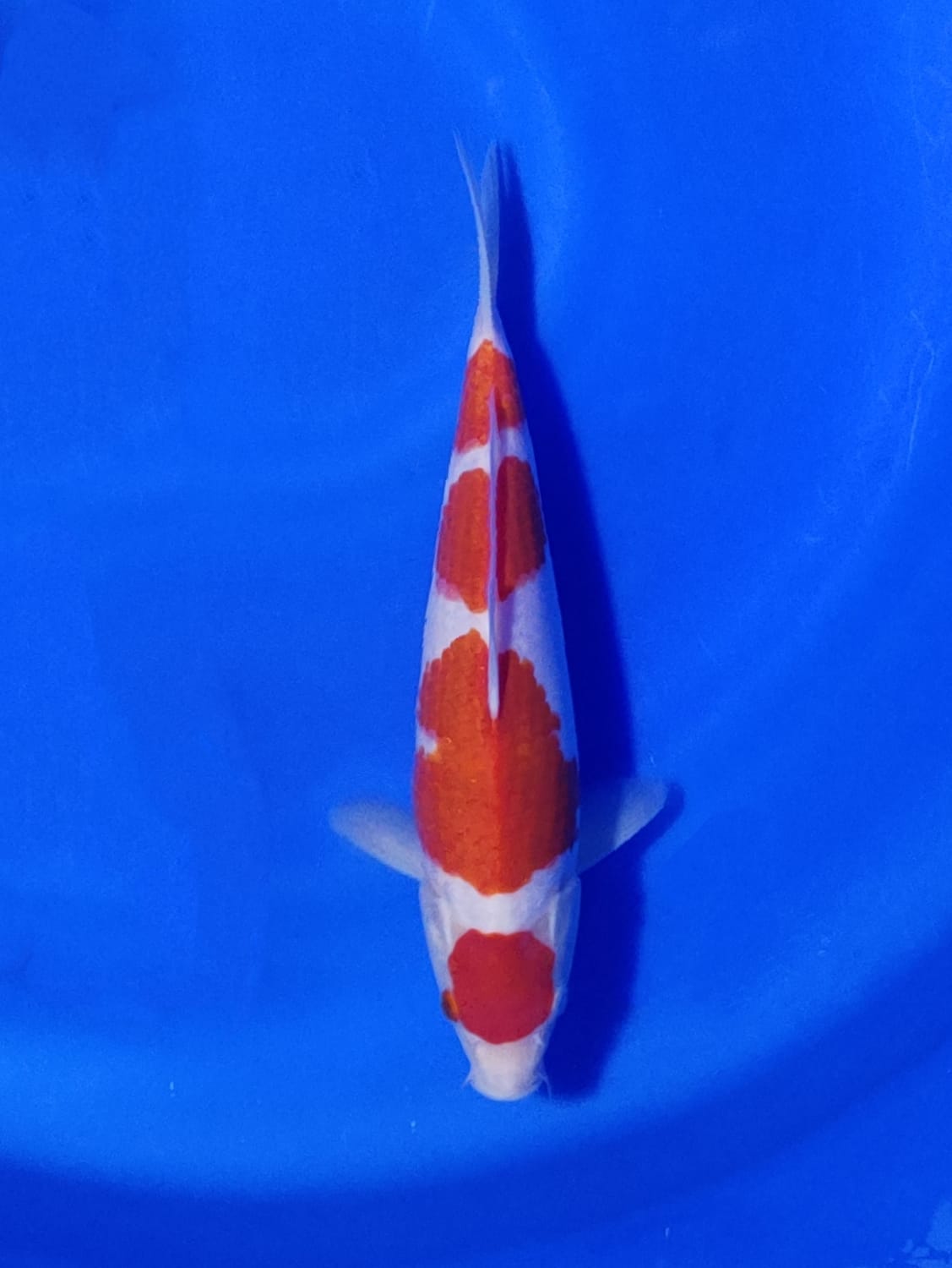 Juara 5
