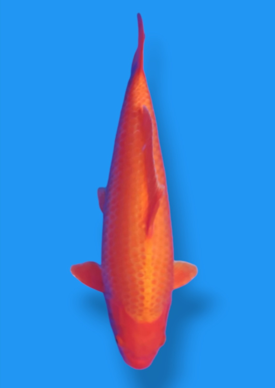 Juara 3