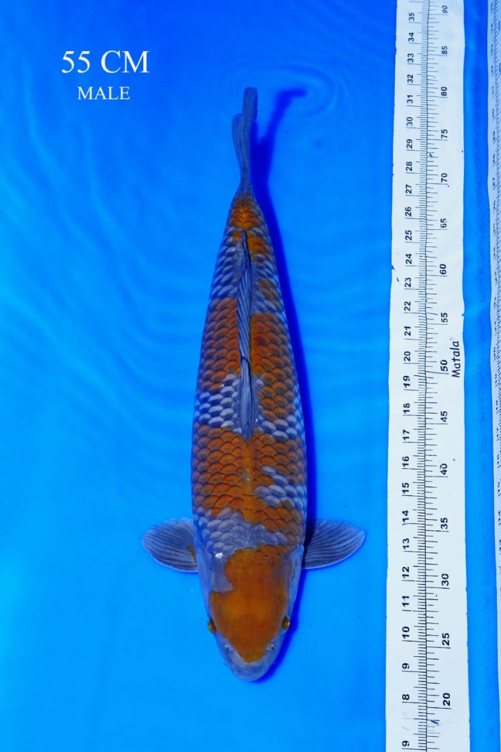 Juara 1