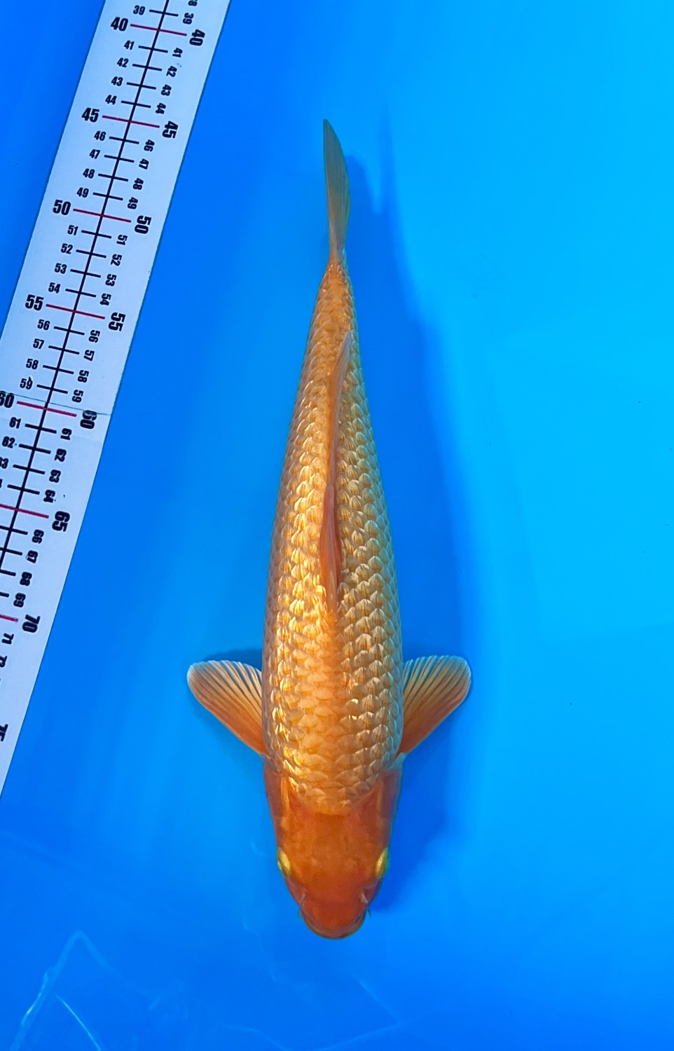 Juara 1