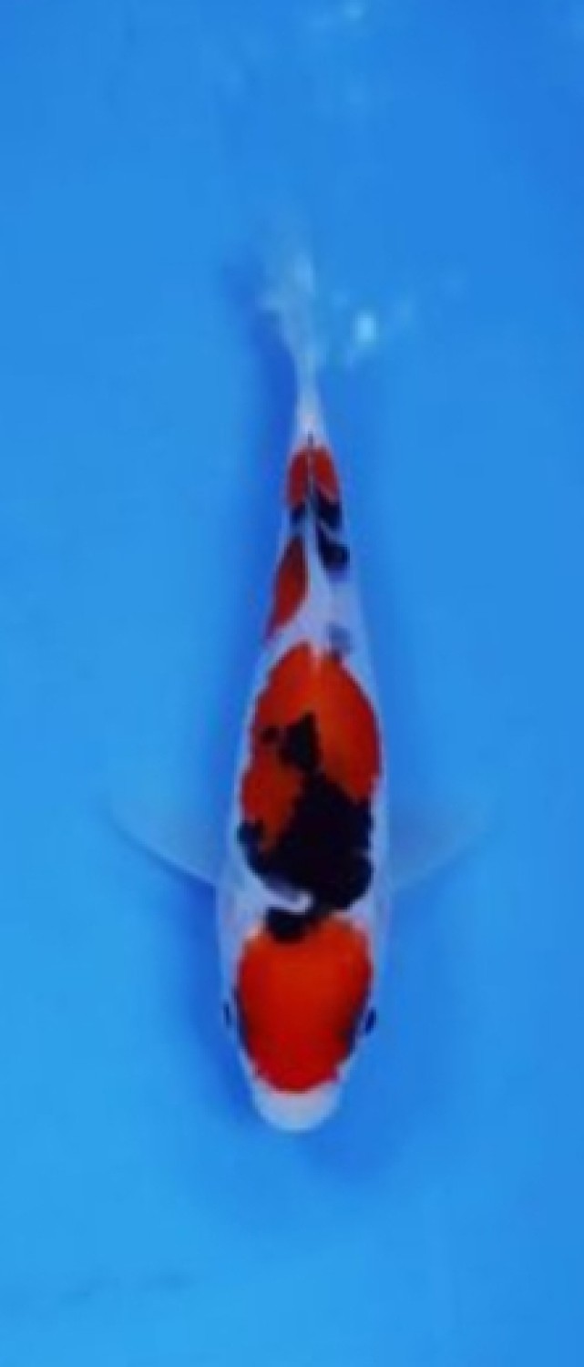 Juara 1