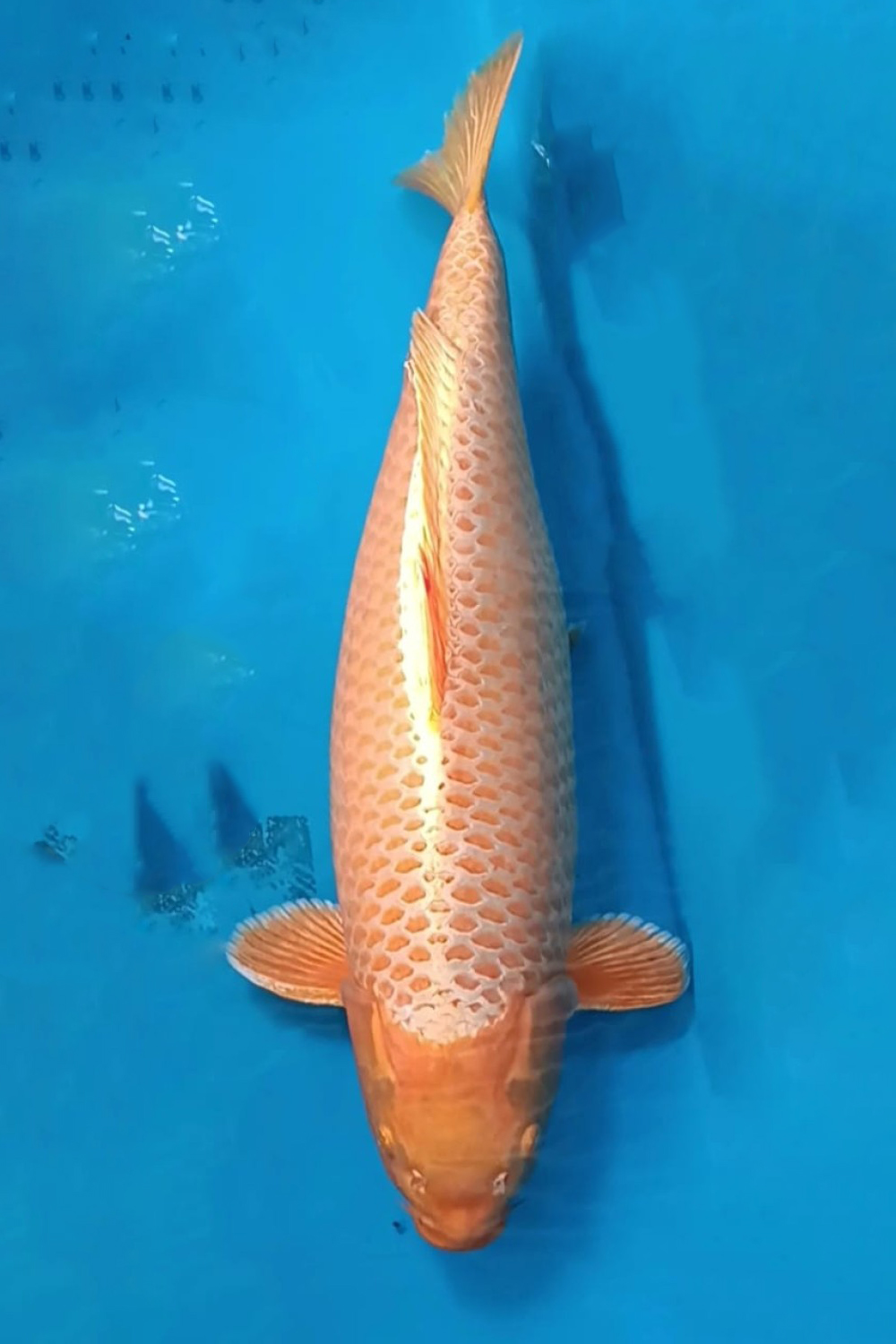 Juara 1