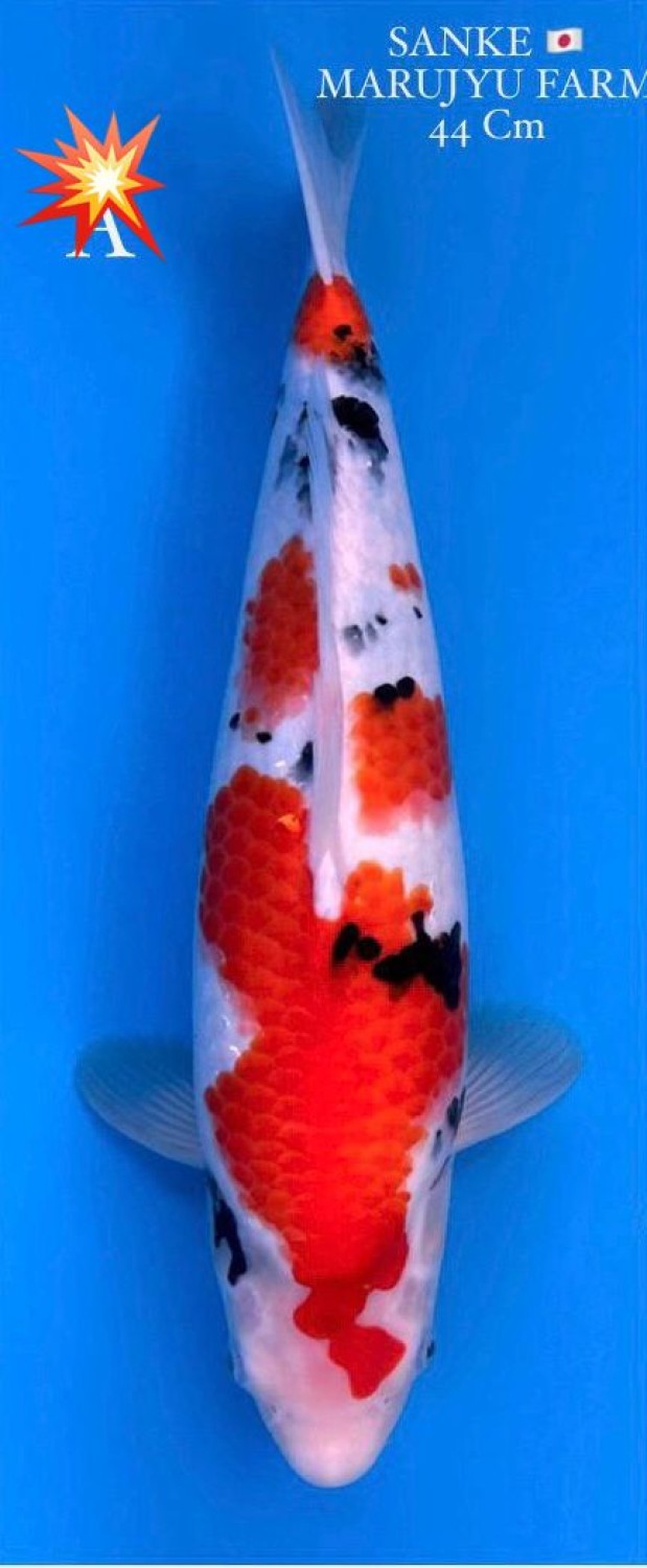 Juara 1
