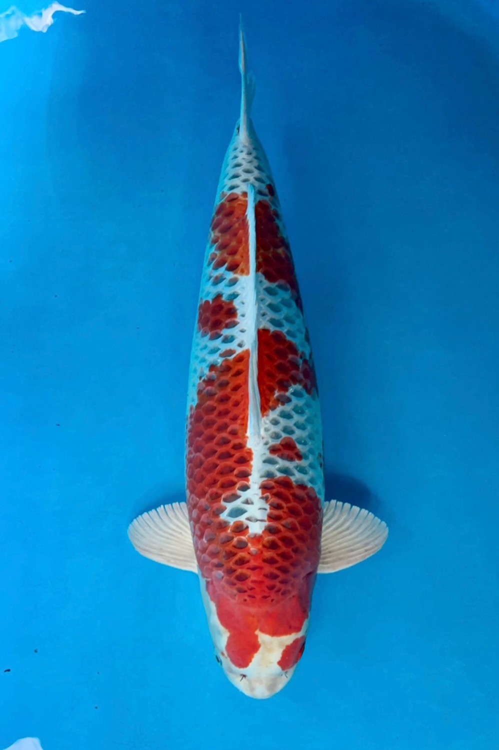 Juara 1