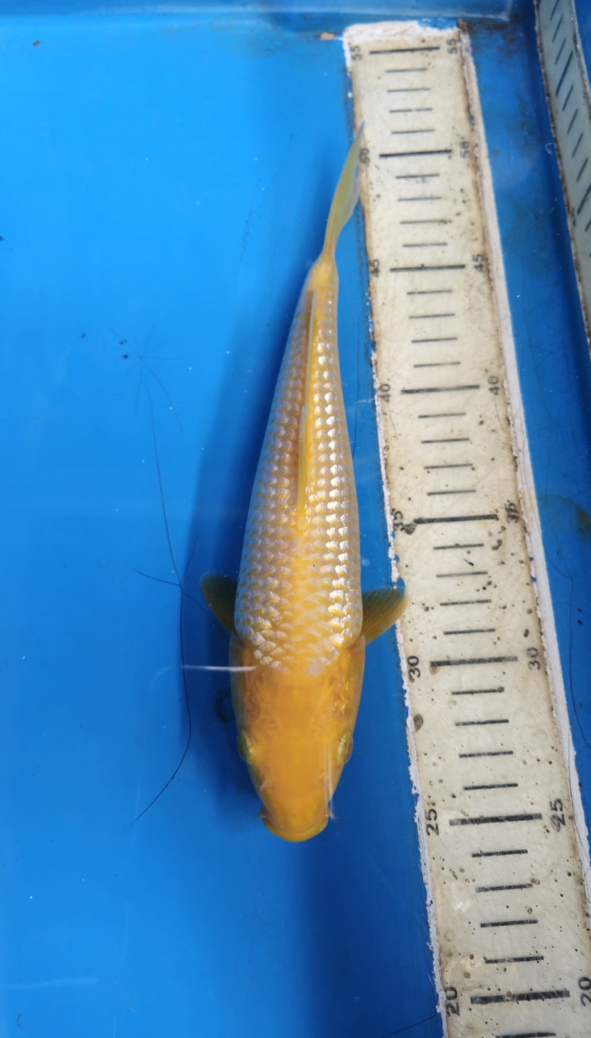 Juara 4