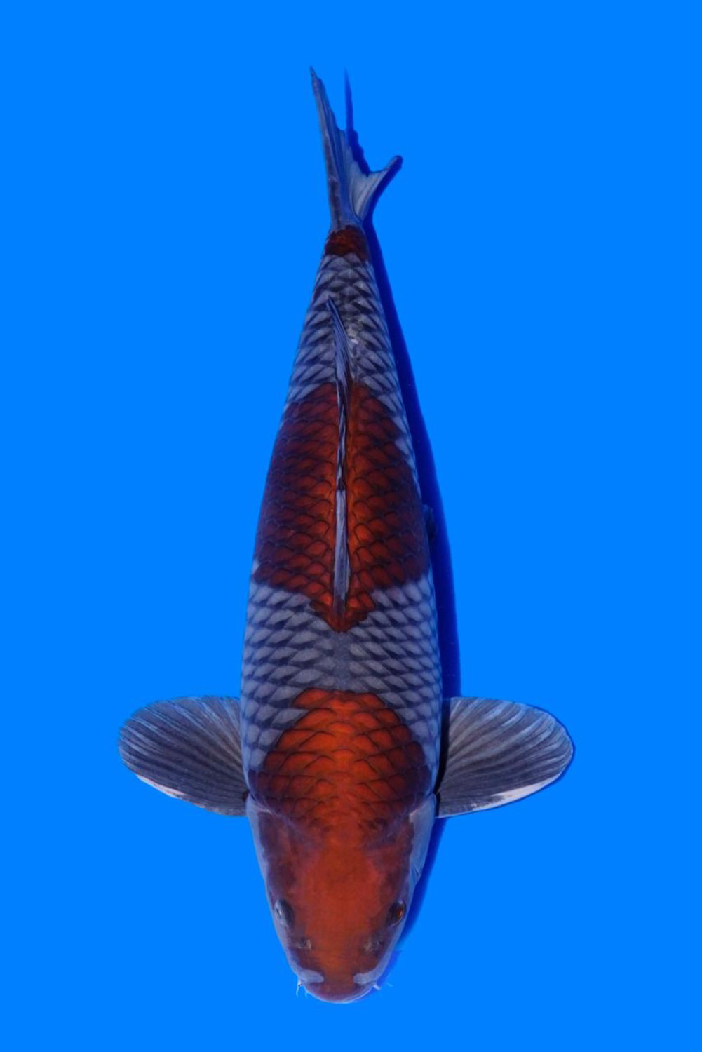 Juara 1