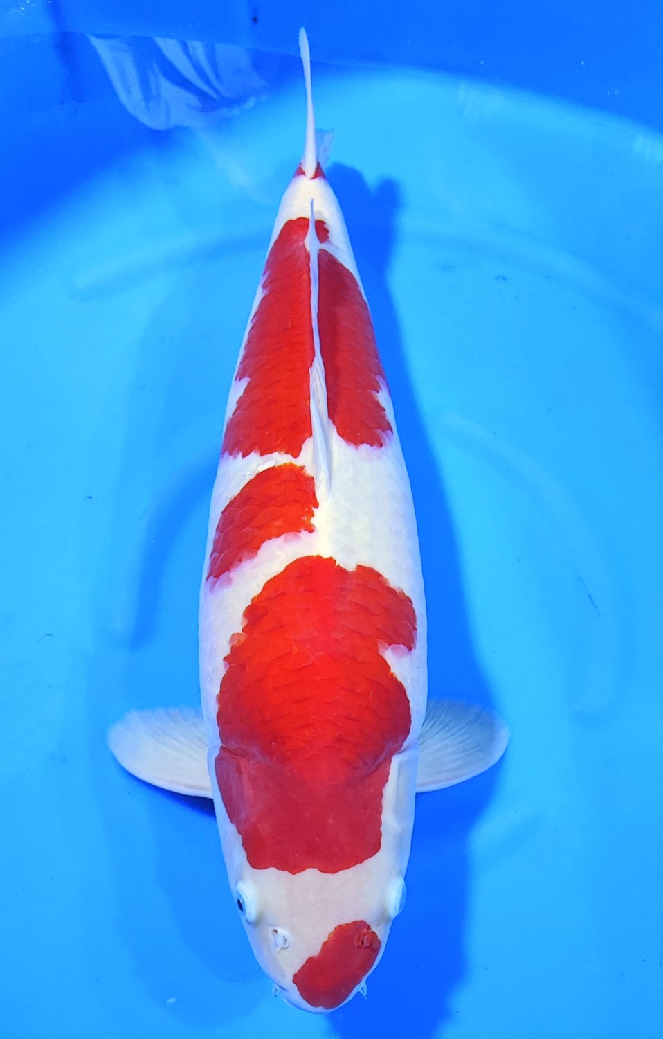 Juara 1