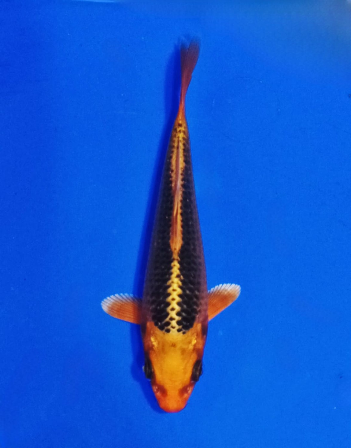 Juara 2