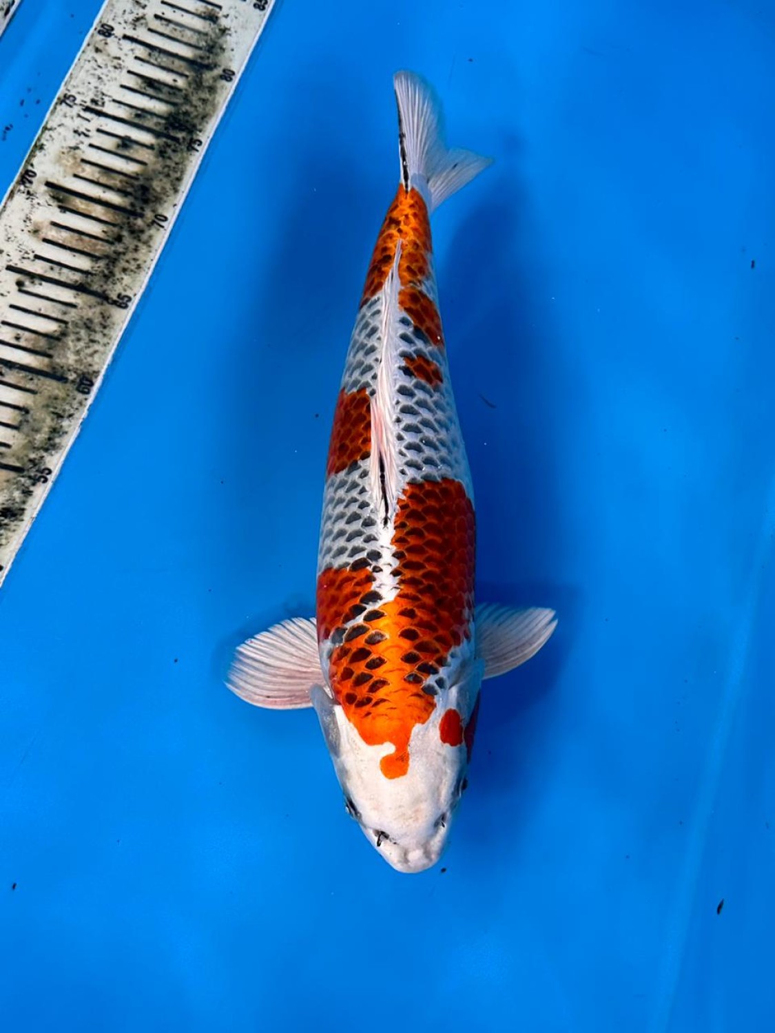 Juara 1