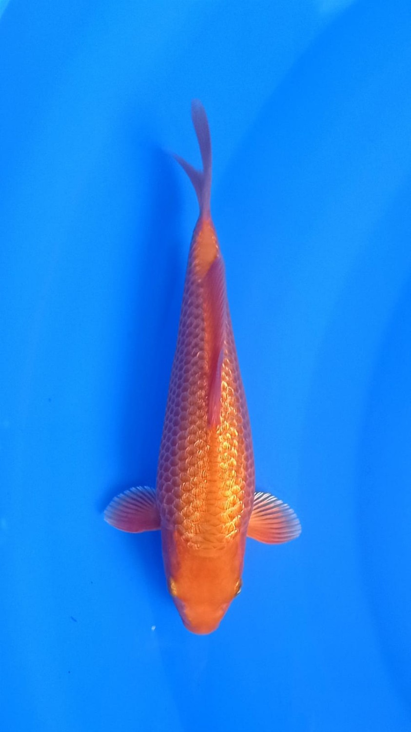 Juara 3