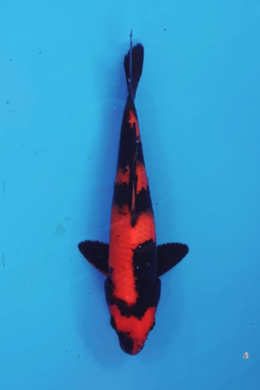 D. Cempaka Prize 21 - 25 cm