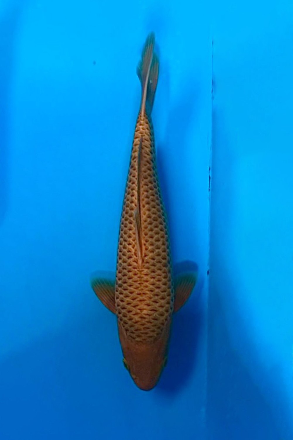 Juara 1