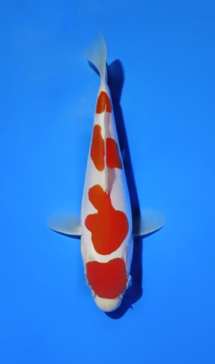 Juara 5