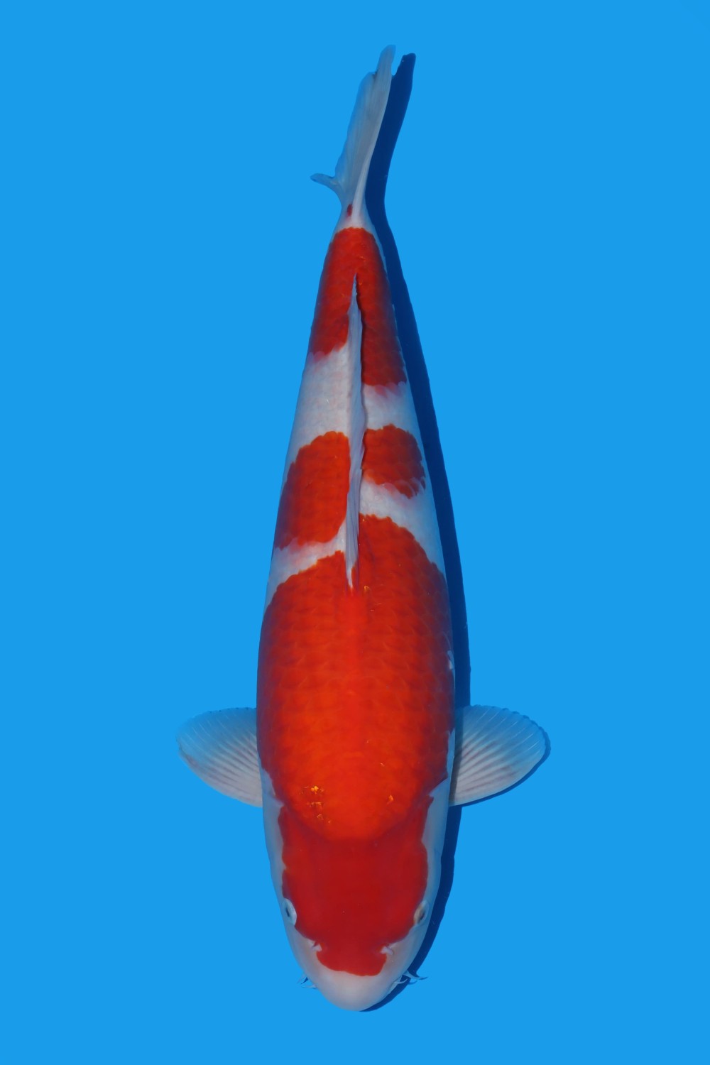 A. Best In Size 66 - 70 cm