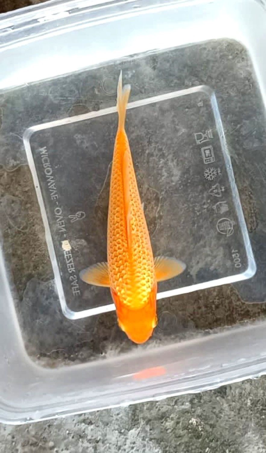 Juara 1