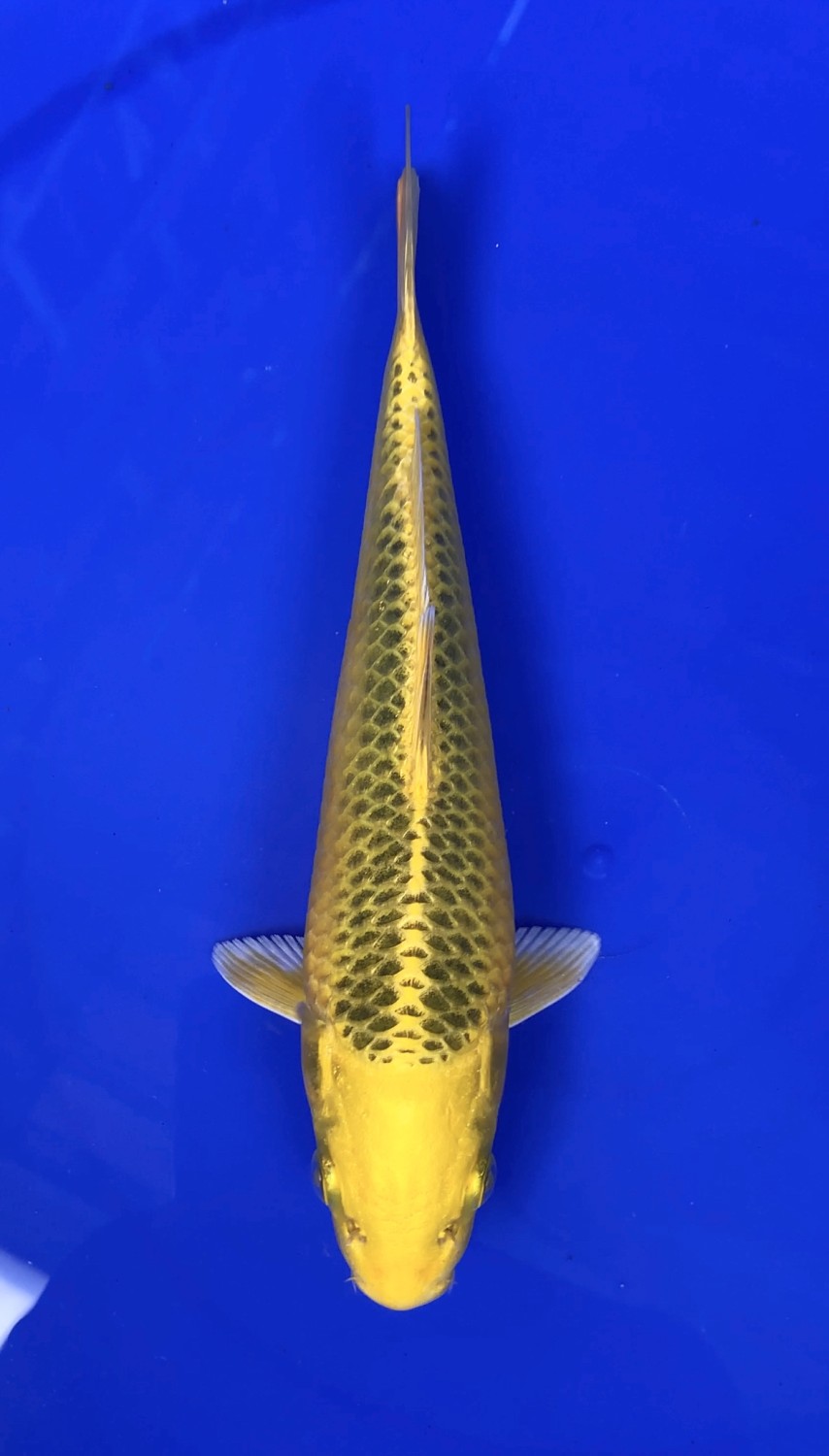 E. Kamboja Prize 16 - 20 cm