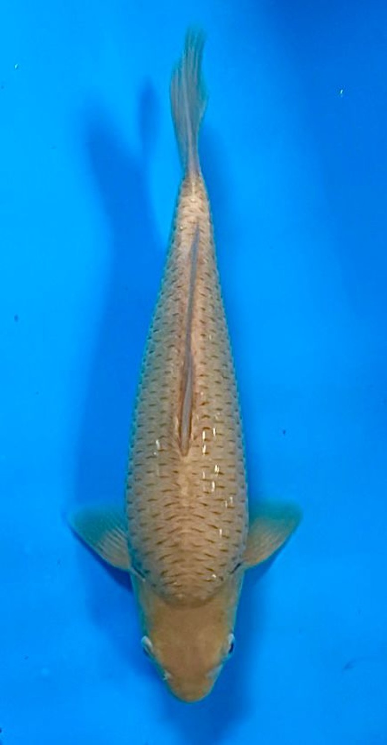 Juara 3