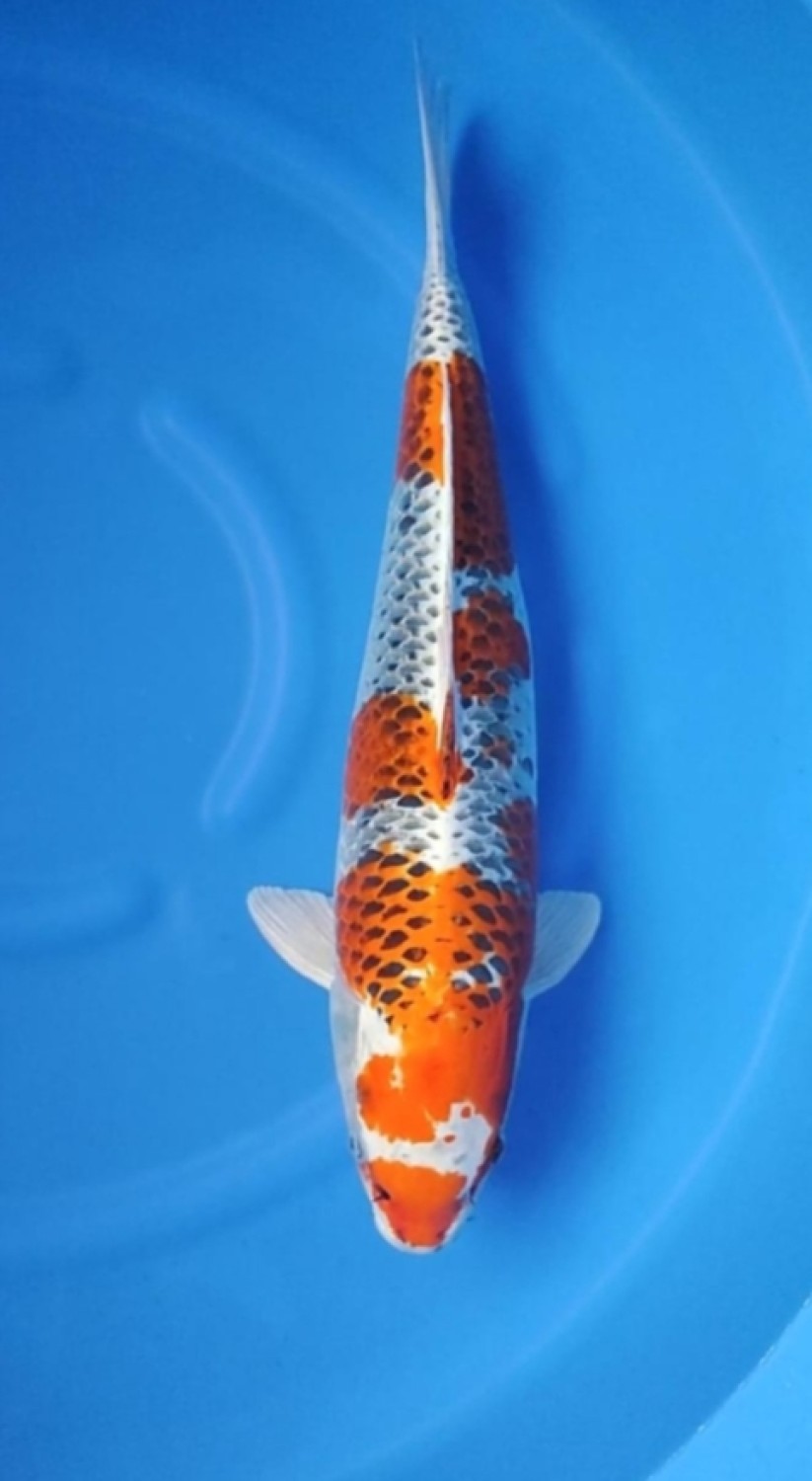 Juara 1