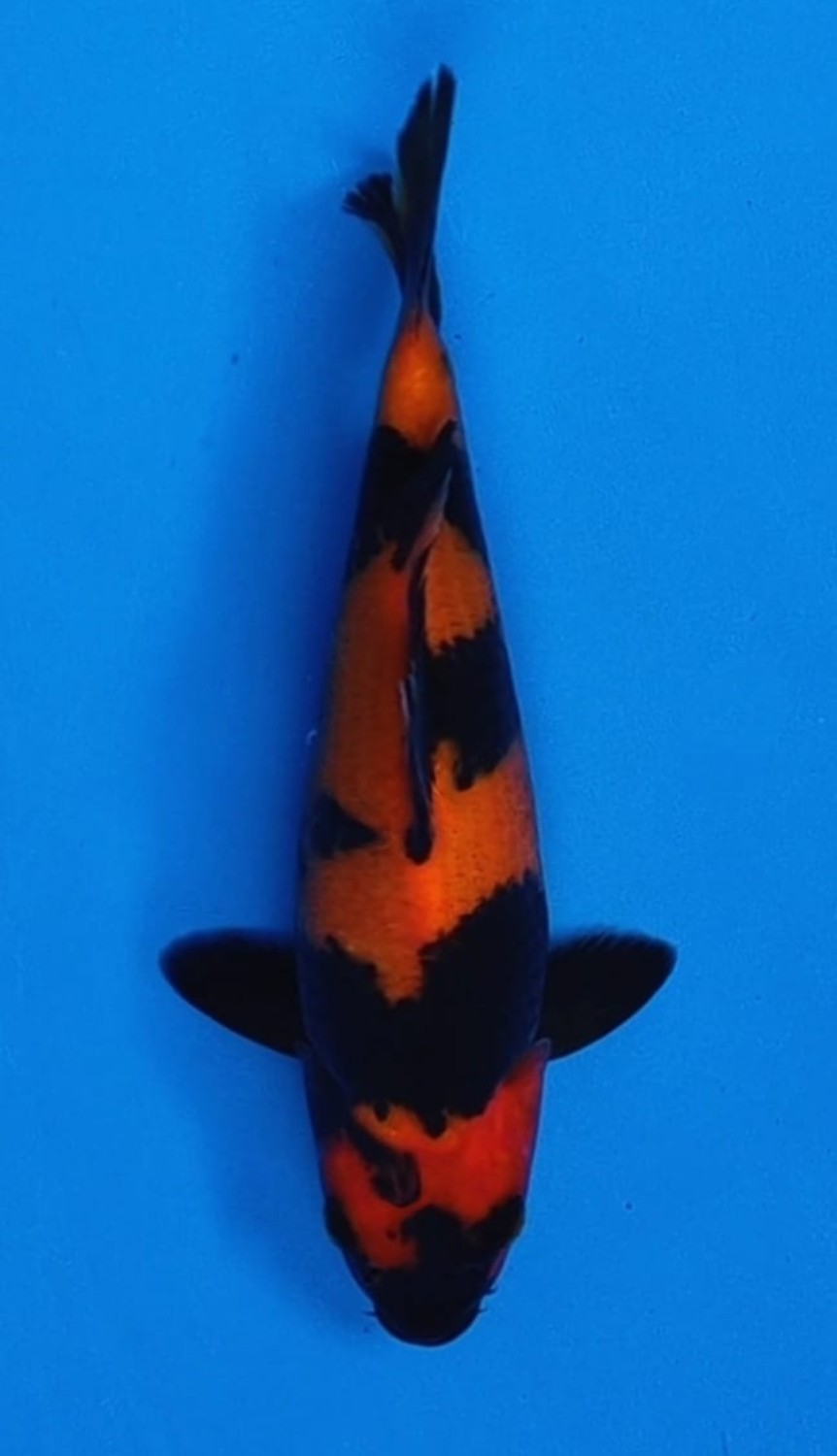 Juara 2