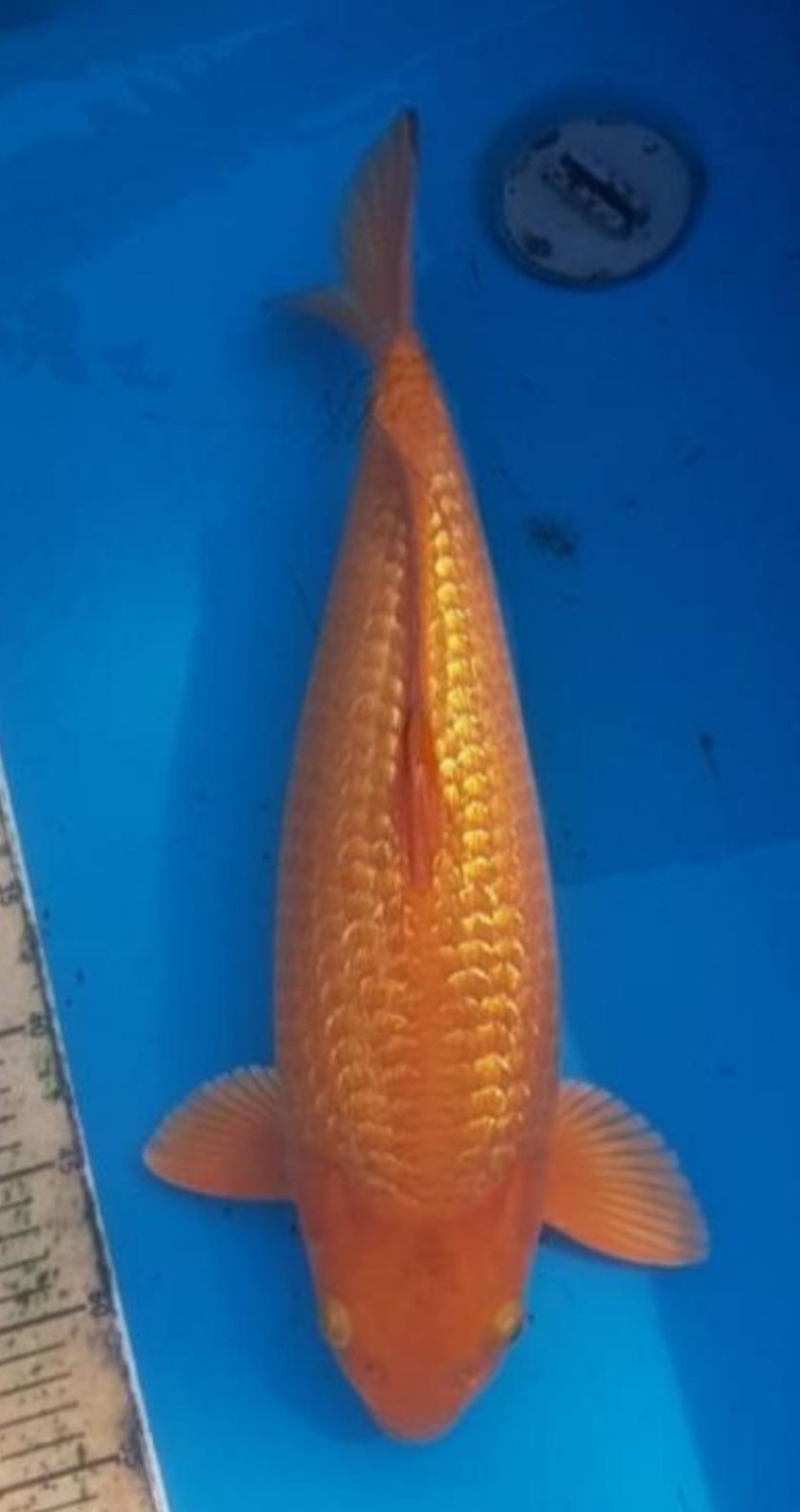 E. Kamboja Adult Champion