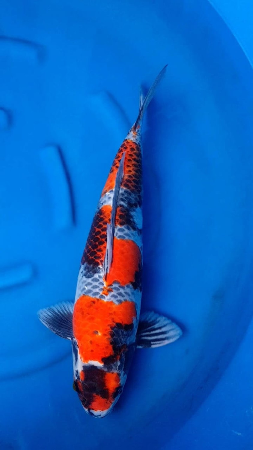 Juara 3