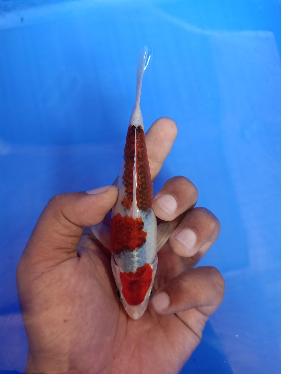 Juara 3