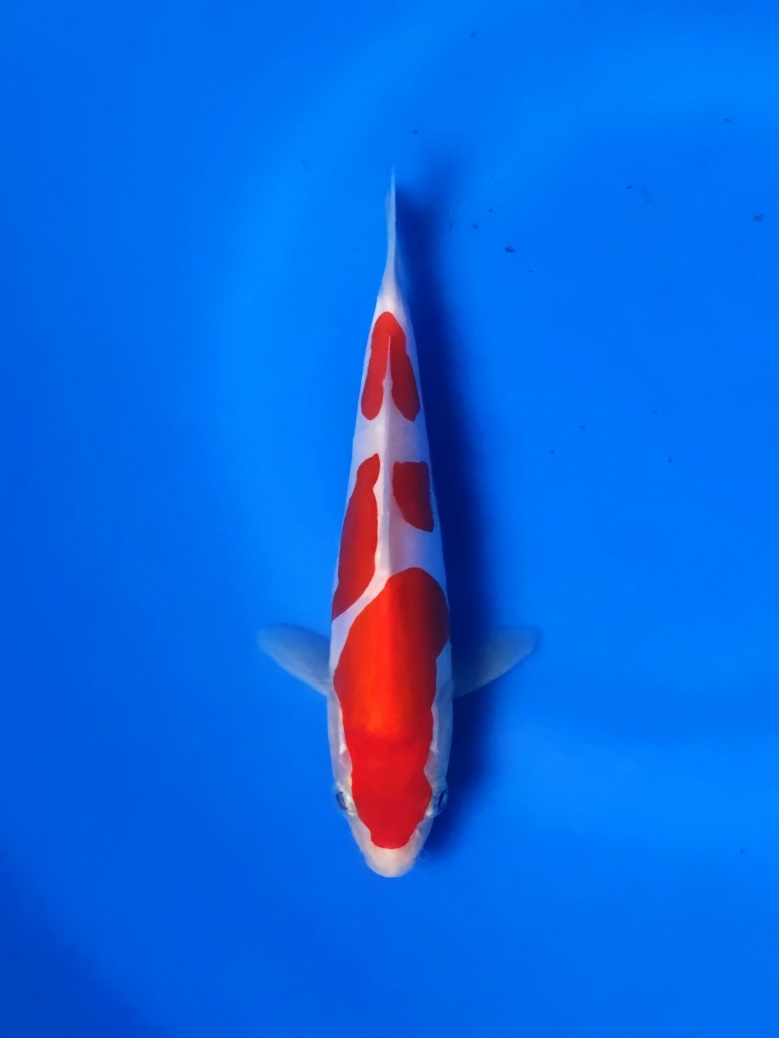 C. Anggrek Prize 13 - 15 cm