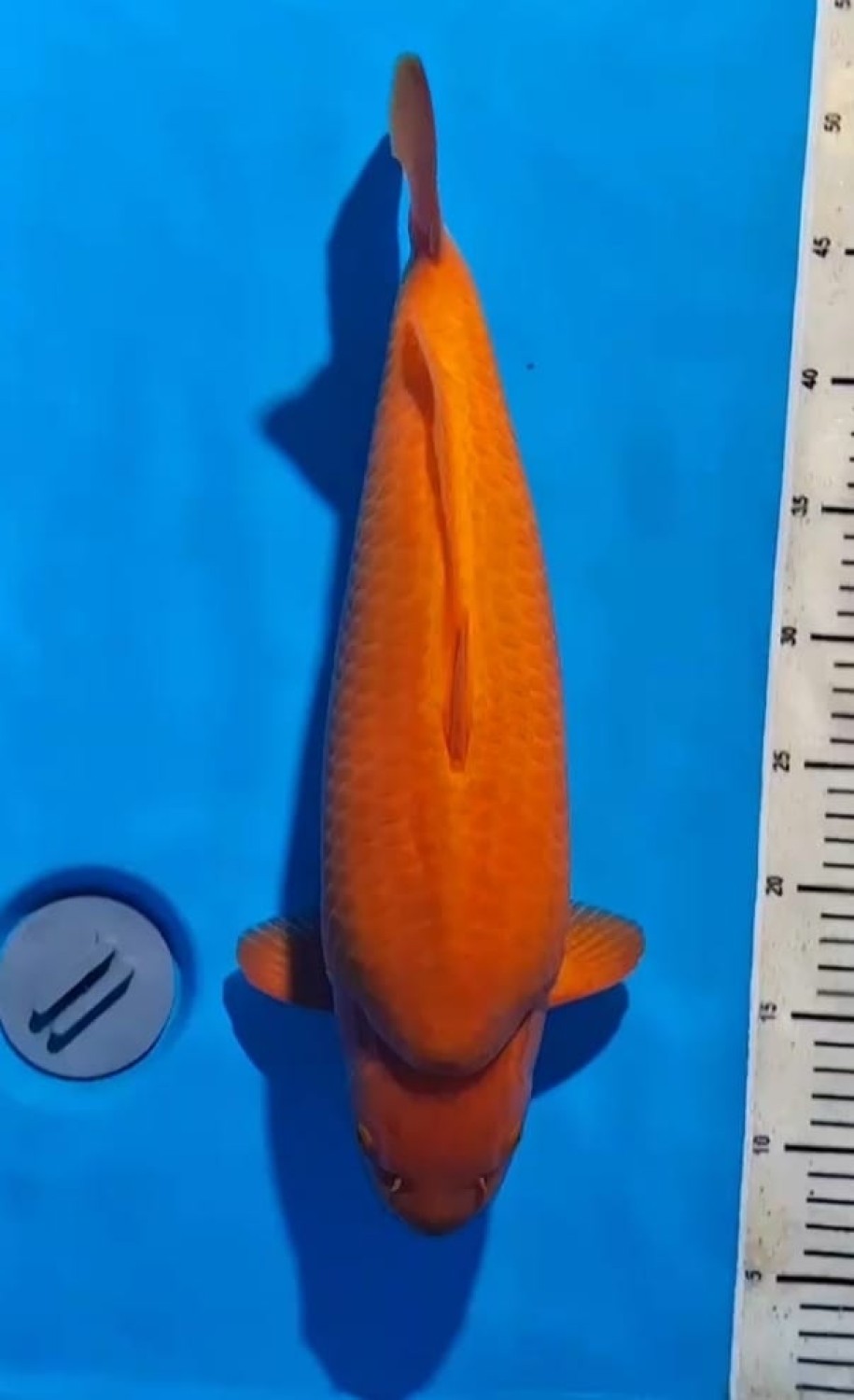 E. Kamboja Prize 41 - 45 cm