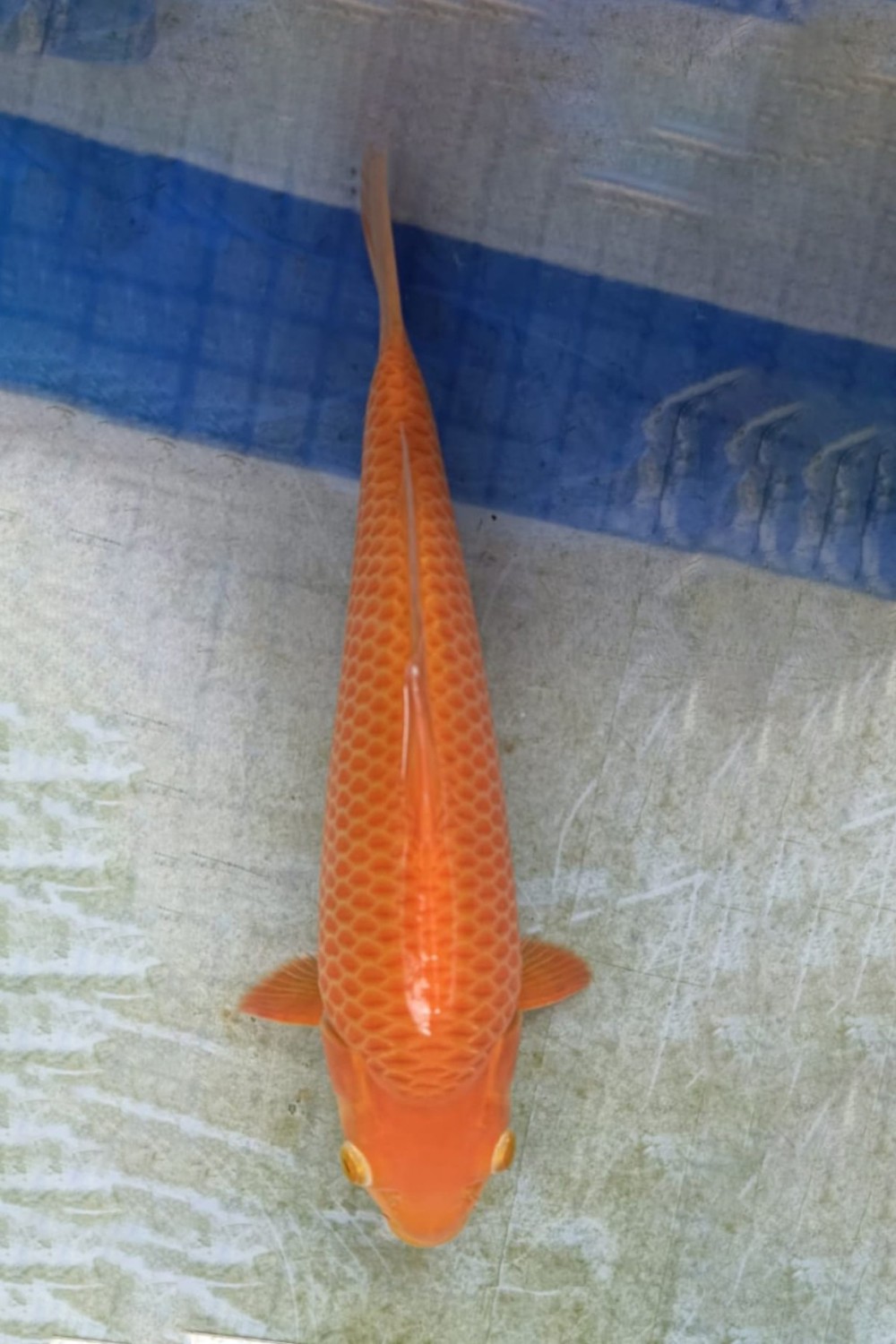 Juara 1