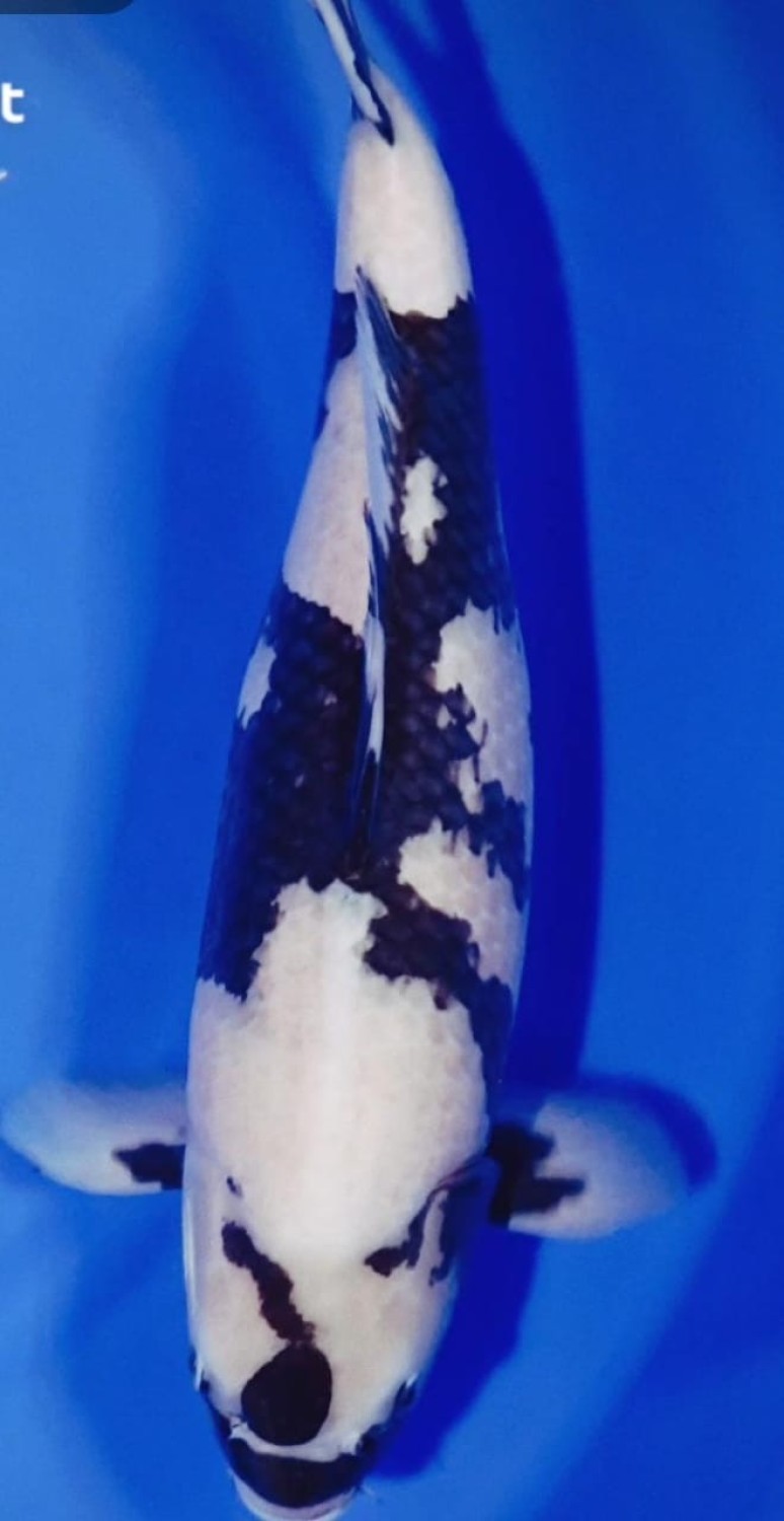 Juara 1