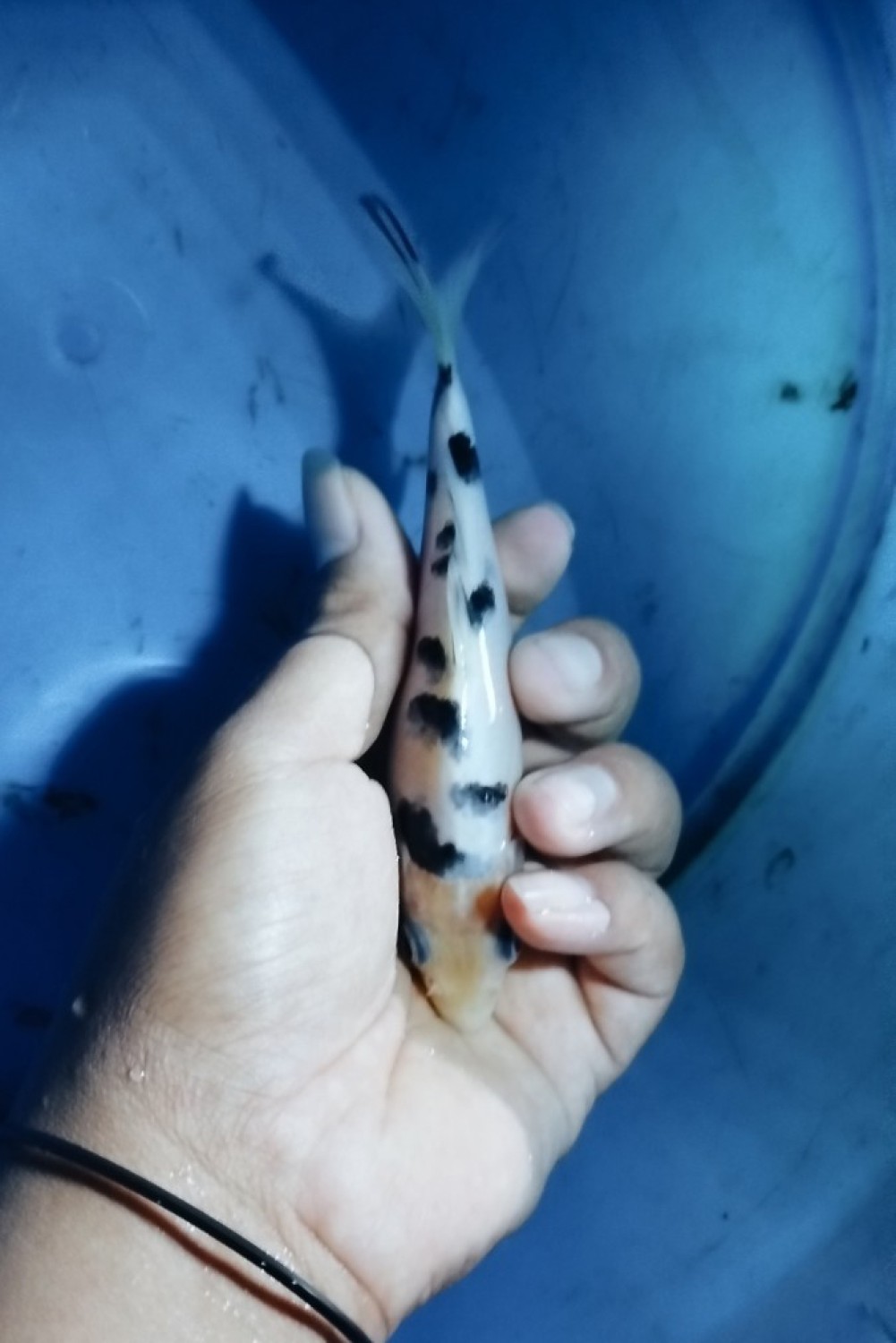 Juara 2