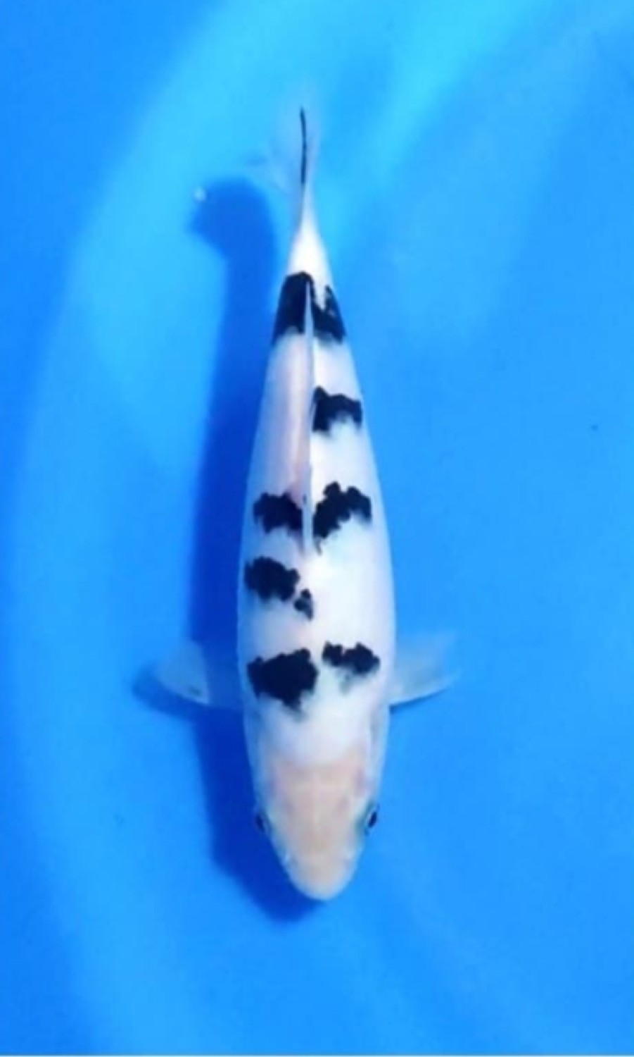 D. Cempaka Prize 31 - 35 cm
