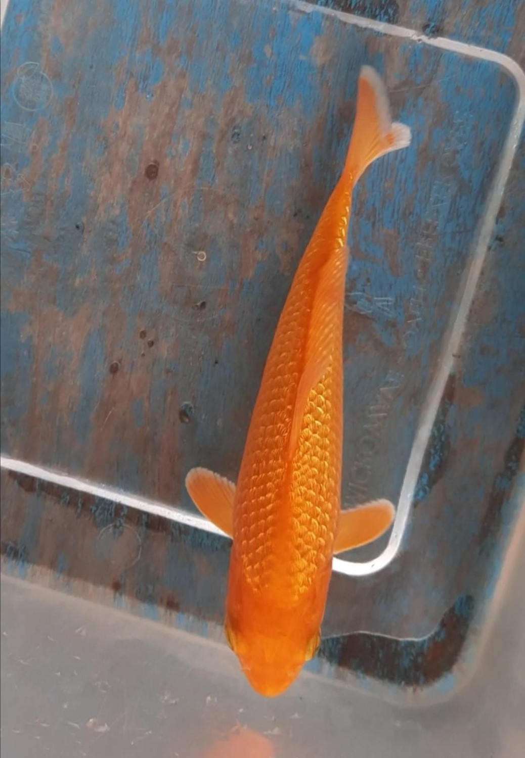 E. Kamboja Prize Up To 12 cm
