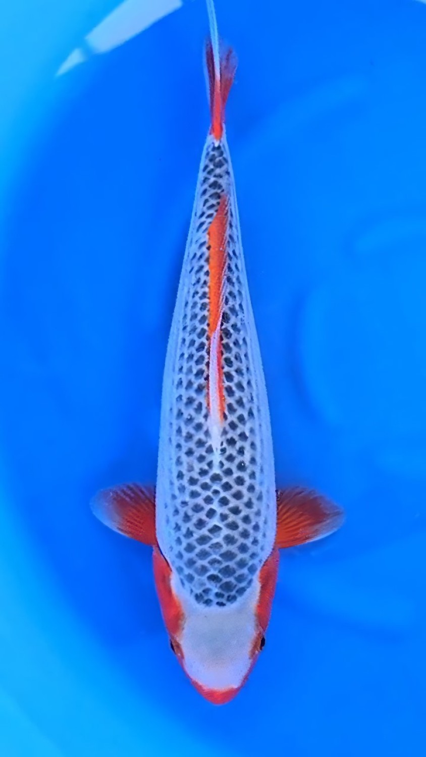 Juara 1