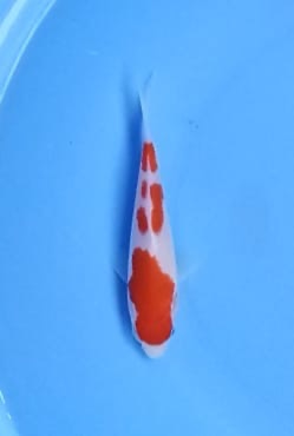 Juara 1