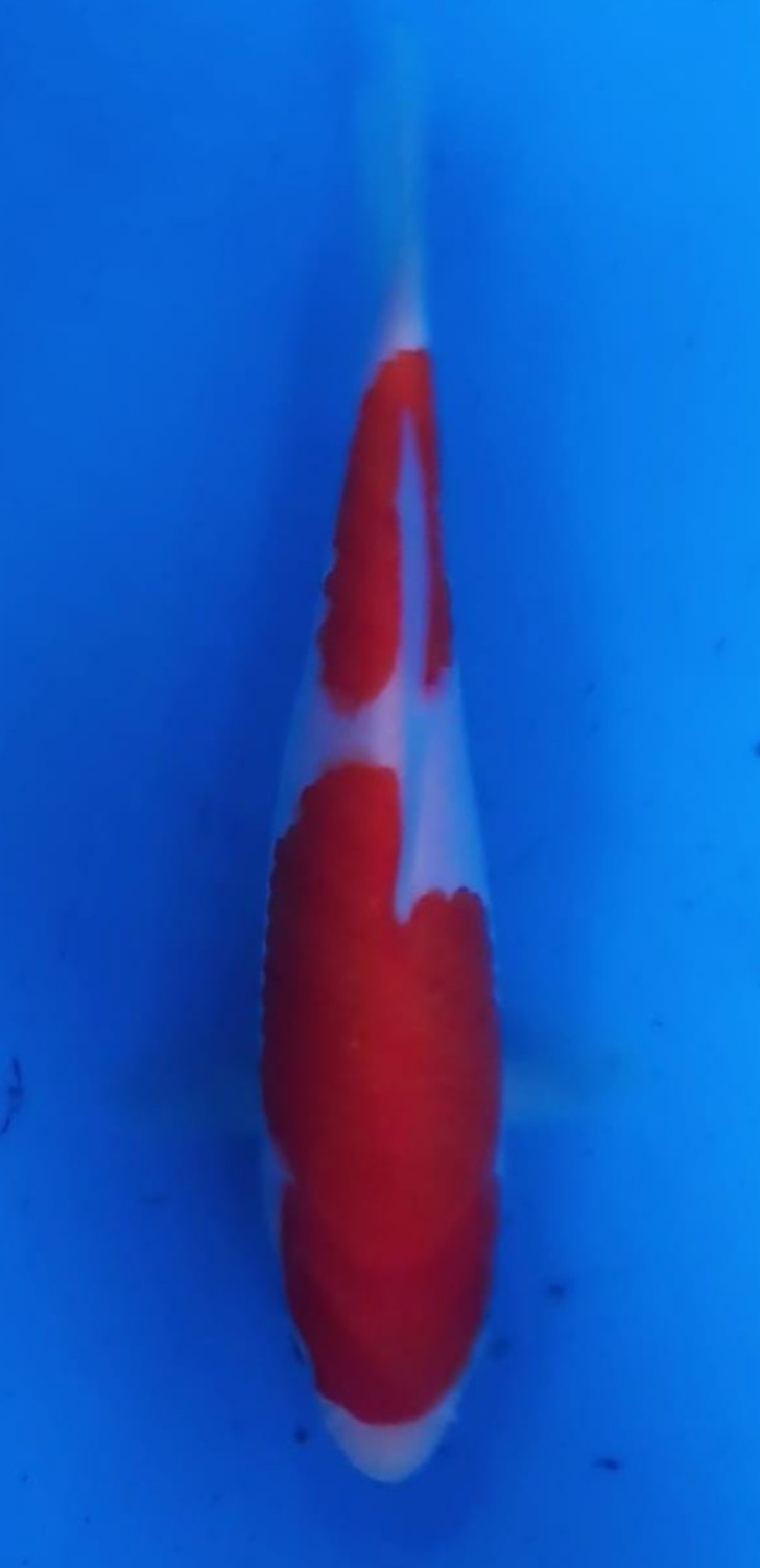 Juara 1