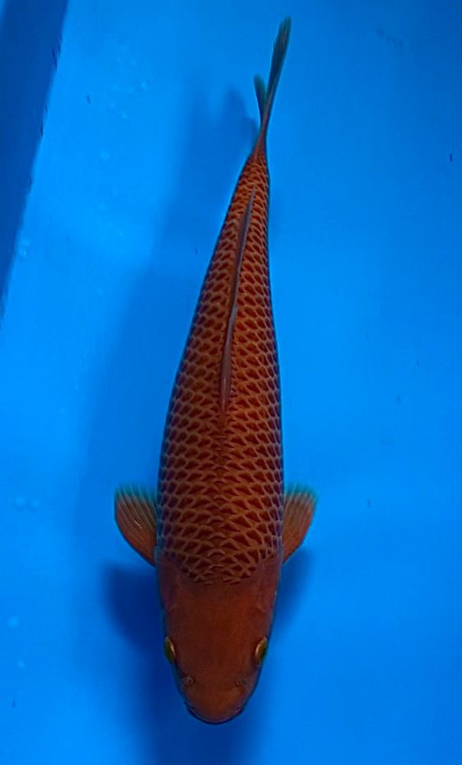 Juara 2