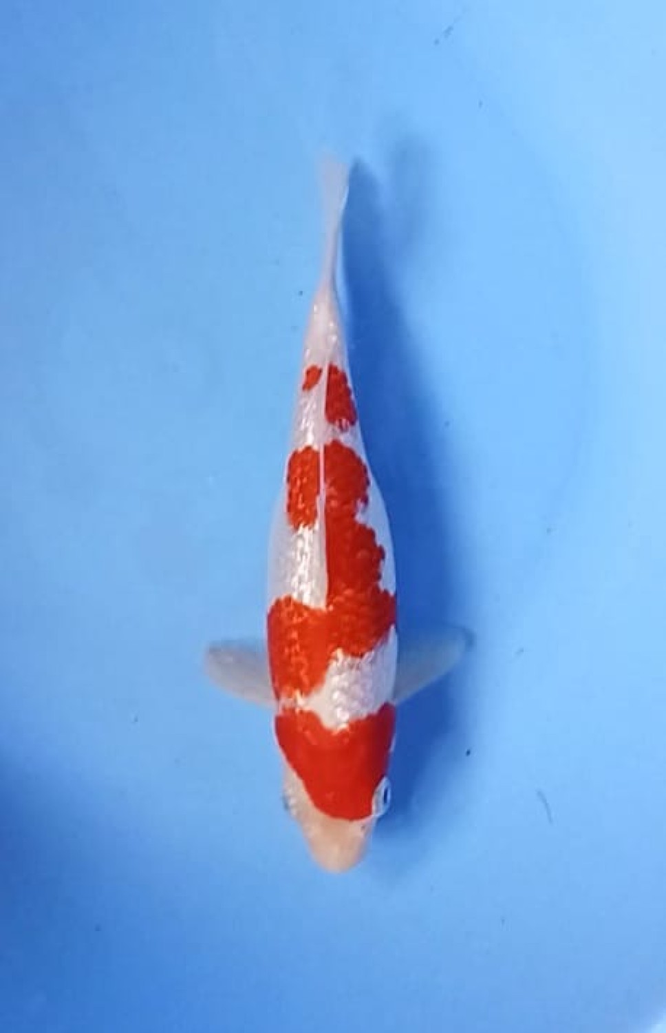 Juara 1